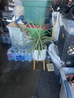 Faux Plant
