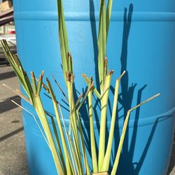 Lemongrass Plant 