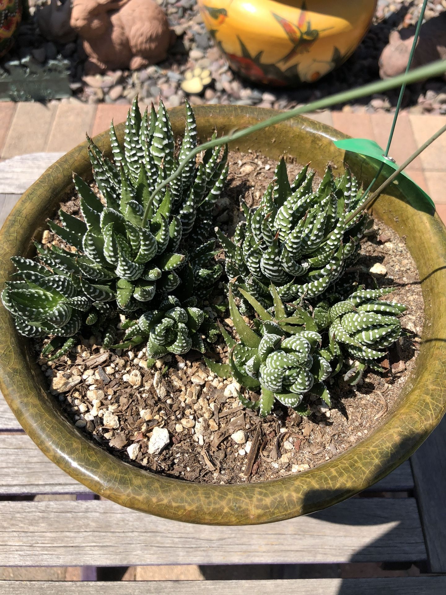 Haworthia Coarctata Succulent Plant In A Ceramic Glazed Pot