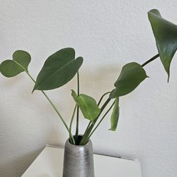 Monstera, vase included, Indoor plant, House plant, home decoration, Office Decoration, Office plant