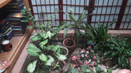 Tropical plants