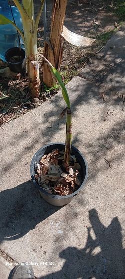 Banana  Fruit Plant 