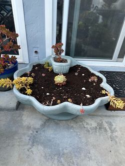 Large cement Seashell Planter