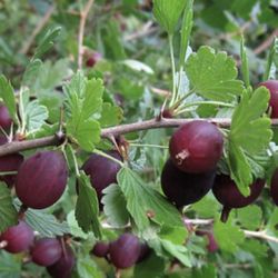 Organic Gooseberry Plant In Pot For Sale