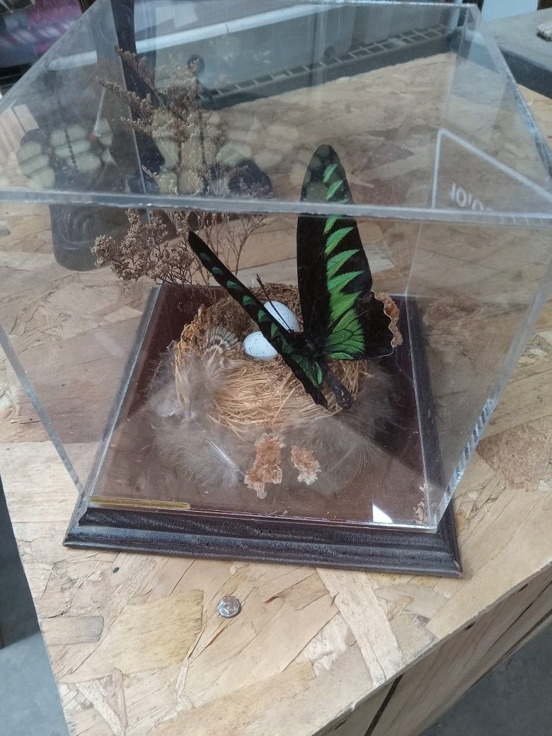 Cultured Tropical Butterfly Display