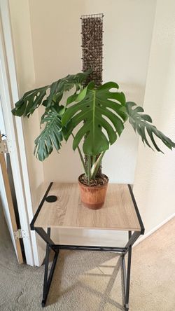 Monstera deliciosoa