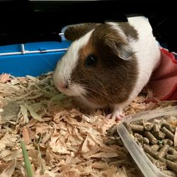 Guinea Pig With Cage 