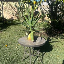 Planta Alovera 7months Old 20inches Tall