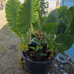Elephant Ear 30gallons 