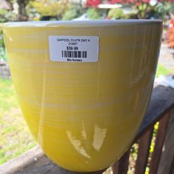 Yellow  Daffodil Ceramic Planter