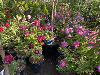 Roses 5 Gallon $13 Each Every Color