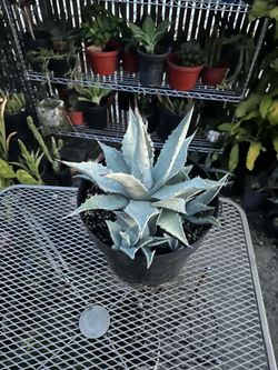Agave
