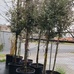 Arboles De Encinos 30gallon 