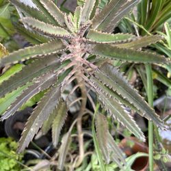 Calanchoe