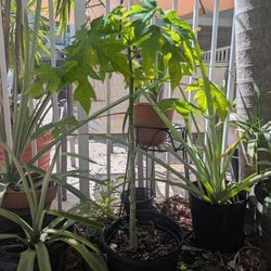 Do You Have A Yard For A Papaya Tree?