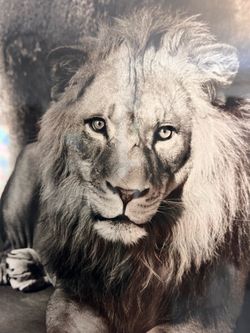 Black and White Lion Portrait Print