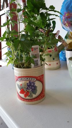 Handmade smuckers planter..one of a kind, exotic angle plant made with love....