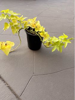 Potato vine plants
