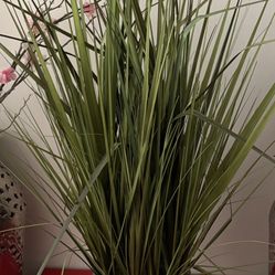 Houseplant Decoration 