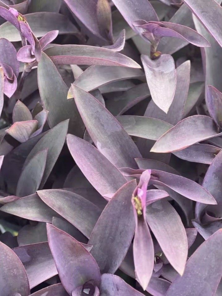Purple Queen Flower Plants