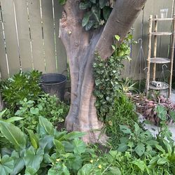Orange Tree