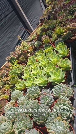 Succulent or Echeverias