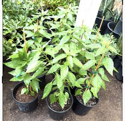 Chiltepin Plans $12 Each Price Firm