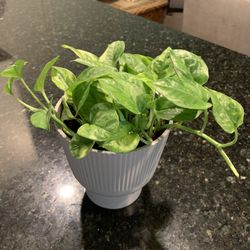 Lemon Meringue Pothos Plant 
