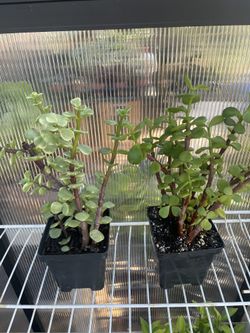 Elephant Bush Succulent 