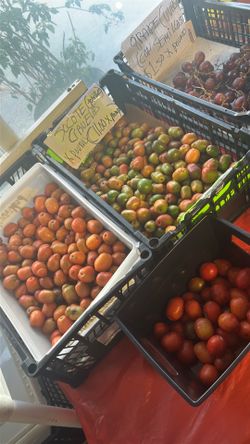 Cirurlas Jocotes - hog plum fresc