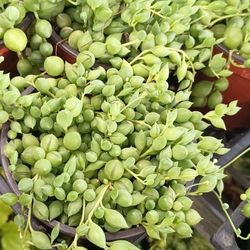 Succulents Plant.