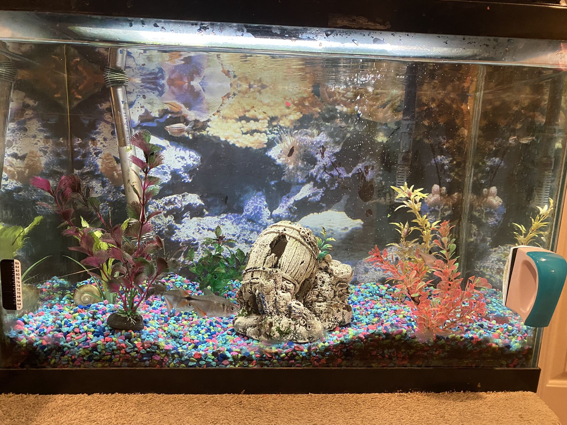 Fish