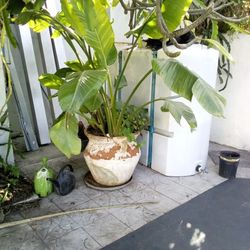 Beautiful plant.  About 9' Tall