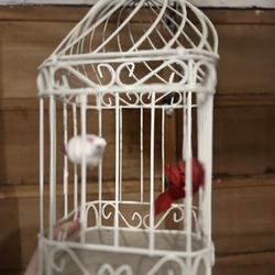 Bird’s Cage 