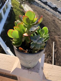 Succulent arrangement with mini planter