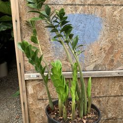Indoor Zz Plant