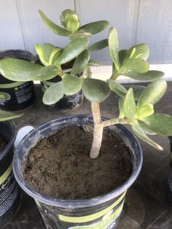 Jade plant