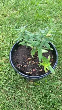 Milkweed
