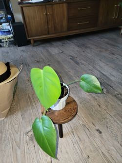 Monstera Deliciosa Small Plant
