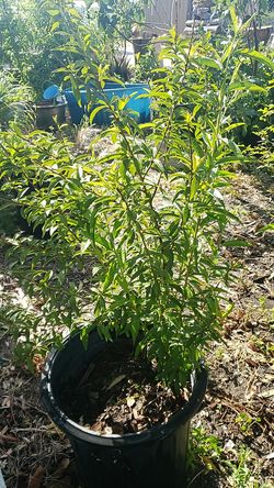 Arbol de durasno