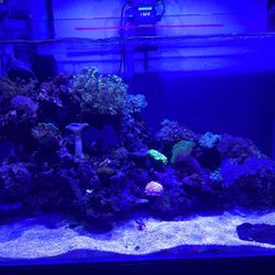 Reef Aquarium