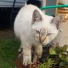 Catlover