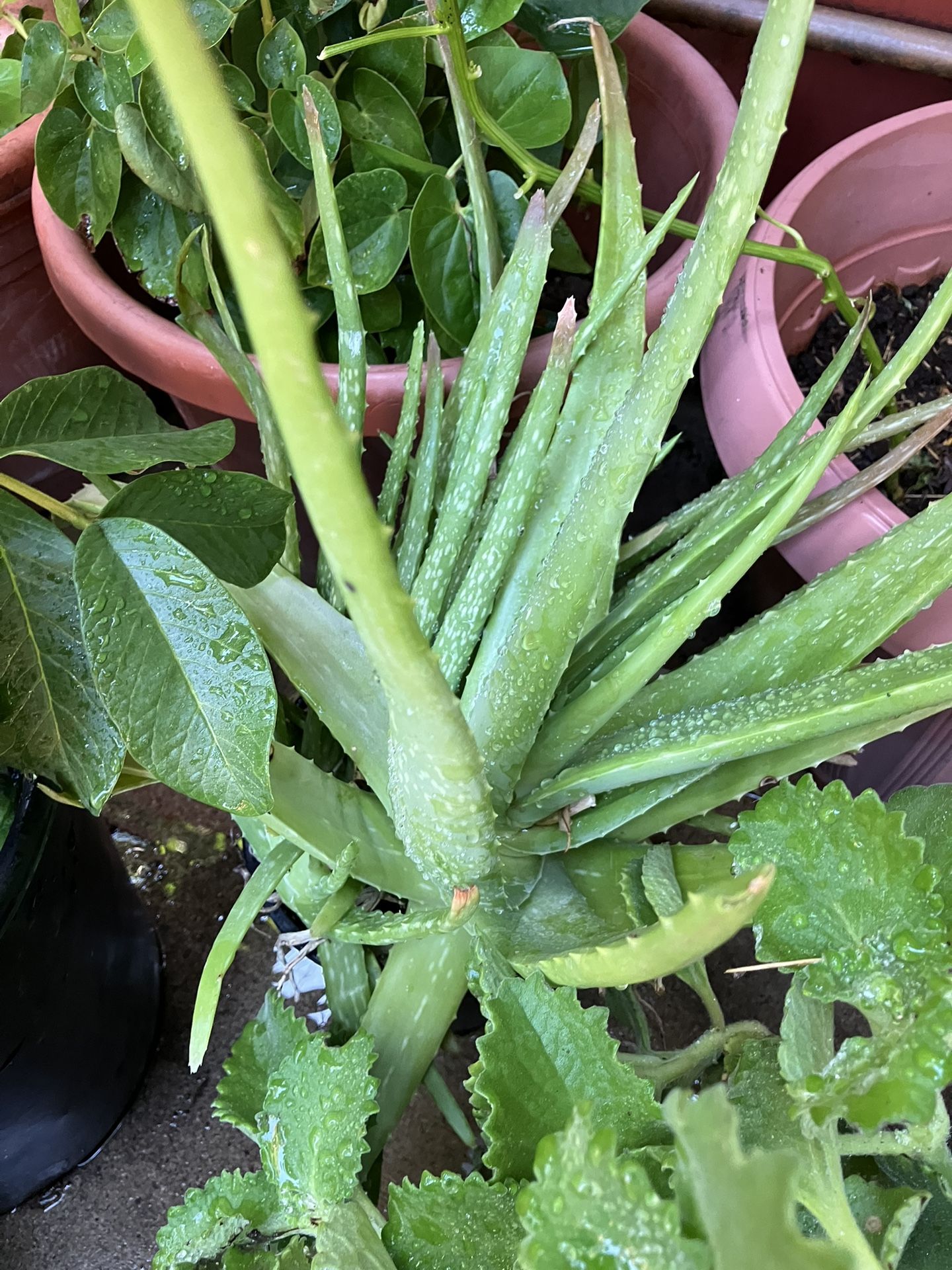 Aloe Vera Plant