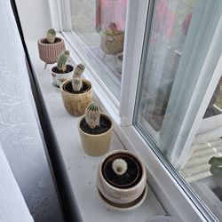 Plant Cactus In Cute Mini Pots