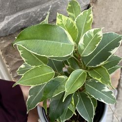 Variegated Benjamin Ficus Comes With Ceramic Pot