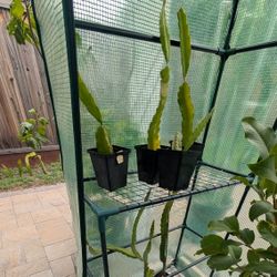 White Dragon Fruit Rooted For Sales Or Trade