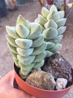 Succulents 4”
