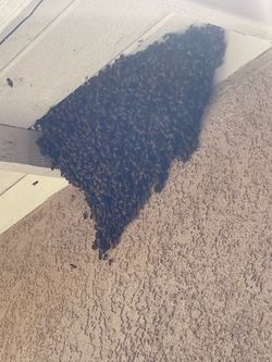 Free bees must come asap