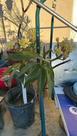 PLUMERIA TREE