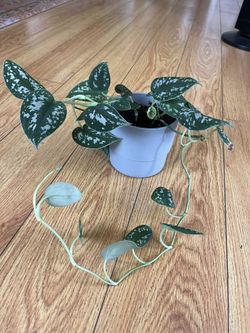 Satin Pothos